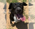 Small Labrador Retriever Mix