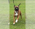 Small #1 Mutt
