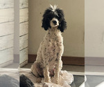Small Photo #1 Poodle (Standard) Puppy For Sale in LONGMONT, CO, USA