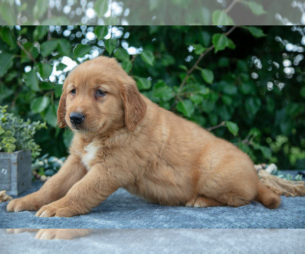 Medium Photo #6 Golden Retriever Puppy For Sale in WOLCOTTVILLE, IN, USA