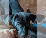 Small #3 Labrador Retriever Mix