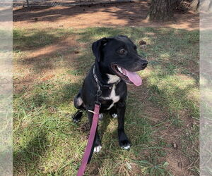 American Bulldog-Labrador Retriever Mix Dogs for adoption in Huntsville, AL, USA