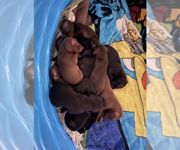 Medium Photo #6 Rhodesian Ridgeback-Weimaraner Mix Puppy For Sale in ASHLAND, PA, USA