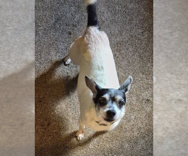 Medium Photo #4 Jack Chi Puppy For Sale in Cookeville, TN, USA