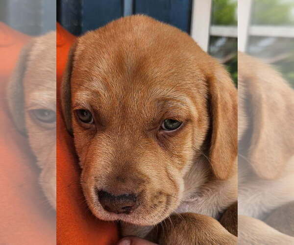 Medium Photo #1 Basset Hound-Unknown Mix Puppy For Sale in St. Augustine, FL, USA
