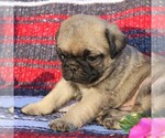 Small Photo #4 Pug Puppy For Sale in CHARLOTTE HALL, MD, USA
