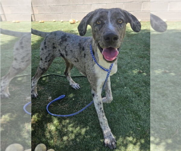 Medium Photo #2 Catahoula Leopard Dog-Unknown Mix Puppy For Sale in Lakewood, CO, USA