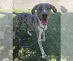 Small #1 Catahoula Leopard Dog Mix