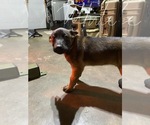 Small Photo #12 Belgian Malinois Puppy For Sale in IMPERIAL BEACH, CA, USA