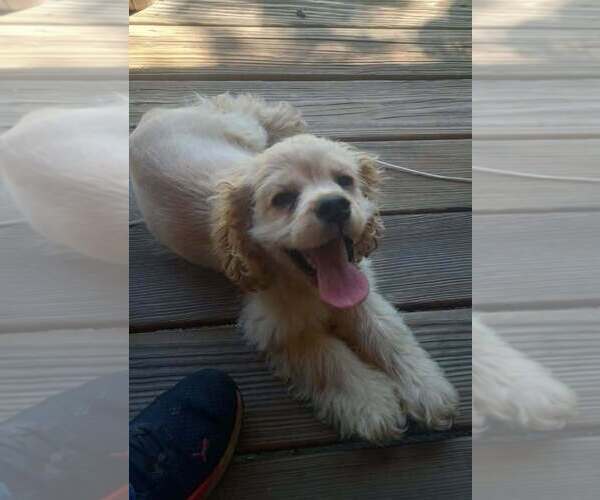 Medium Photo #6 Cocker Spaniel Puppy For Sale in OLA, AR, USA