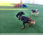 Small Photo #11 Doberman Pinscher Puppy For Sale in Buffalo, MN, USA