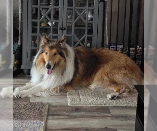 Medium Photo #2 Collie Puppy For Sale in Dublin, OH, USA