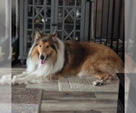 Small #1 Collie
