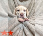 Puppy Cooper Labrador Retriever