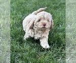 Puppy Puppy 1 Cockapoo (Miniature)