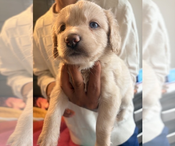 Medium Photo #1 Alaskan Husky-Cock-A-Poo Mix Puppy For Sale in YONKERS, NY, USA