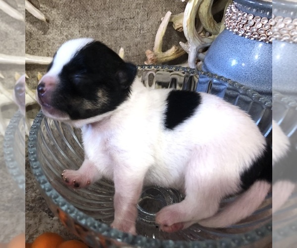 Medium Photo #4 Chihuahua Puppy For Sale in SHERMAN, TX, USA