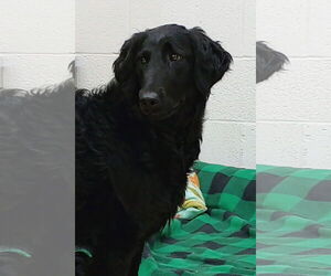 Goldendoodle Dogs for adoption in York, SC, USA