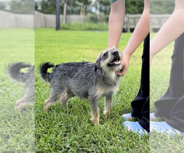 Medium Photo #5 Border Terrier-Unknown Mix Puppy For Sale in Rosenberg, TX, USA