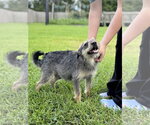 Small #4 Border Terrier Mix