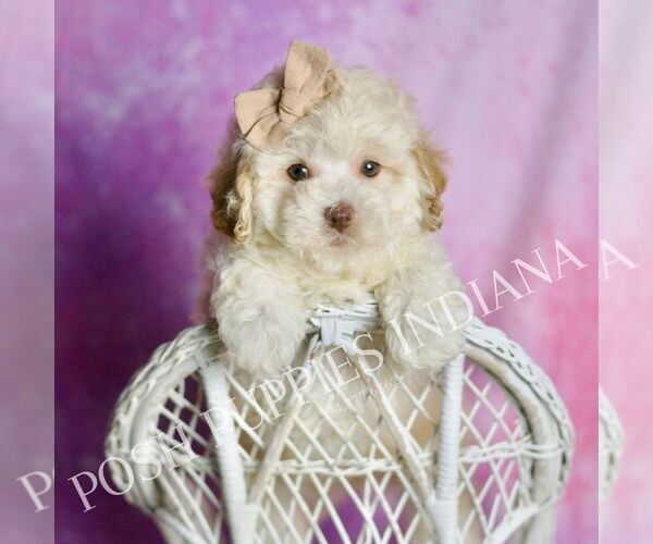 Medium Photo #39 Maltipoo (Miniature) Puppy For Sale in WARSAW, IN, USA