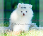 Small Photo #32 Pomeranian Puppy For Sale in WARSAW, IN, USA