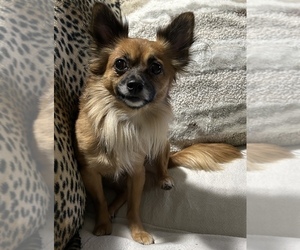 Father of the Chiweenie puppies born on 03/20/2025