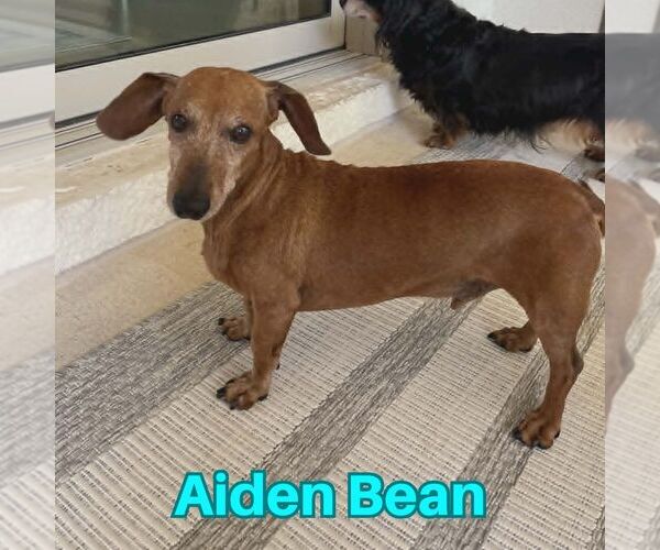 Medium Photo #11 Dachshund Puppy For Sale in San Antonio, TX, USA
