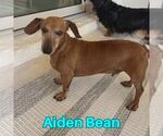 Small #10 Dachshund