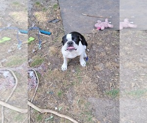 Boston Terrier Puppy for sale in SUGAR LAND, TX, USA