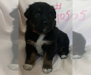 Medium Australian Shepherd