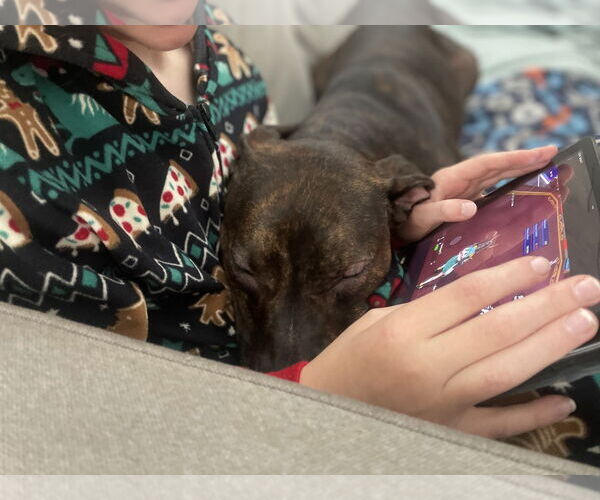 Medium Photo #6 Staffordshire Bull Terrier-Unknown Mix Puppy For Sale in Farmington, MN, USA