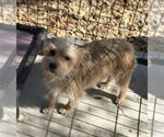 Small #3 Cairn Terrier Mix