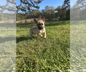 French Bulldog Puppy for sale in TRACYS LANDING, MD, USA