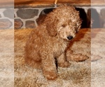 Small Photo #6 Miniature Labradoodle Puppy For Sale in MANHEIM, PA, USA