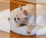 Small Photo #15 French Bulldog Puppy For Sale in LEES SUMMIT, MO, USA