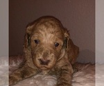 Small Photo #1 Goldendoodle (Miniature) Puppy For Sale in AUSTIN, TX, USA