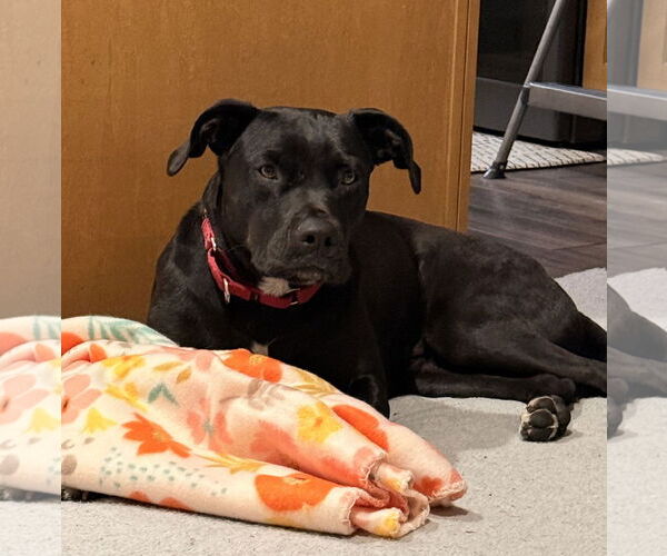Medium Photo #9 Labrador Retriever-Unknown Mix Puppy For Sale in Doylestown, PA, USA