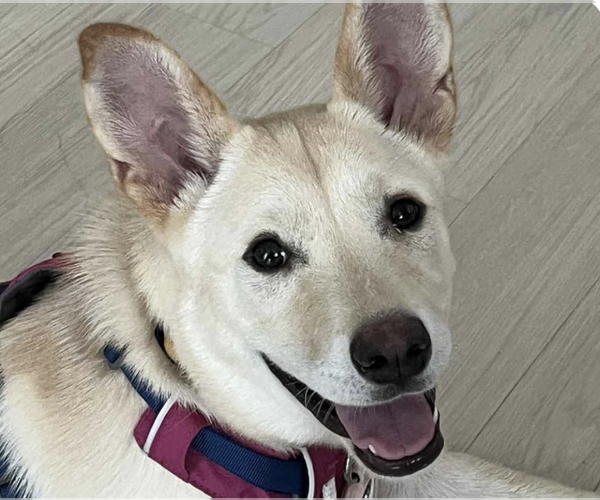 Medium Photo #1 Mutt Puppy For Sale in San Ramon, CA, USA