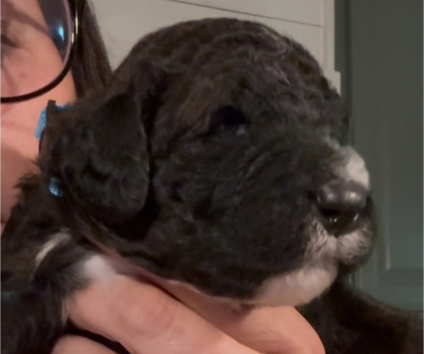Medium Photo #49 Bernedoodle Puppy For Sale in MOULTON, AL, USA