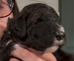 Small Photo #49 Bernedoodle Puppy For Sale in MOULTON, AL, USA
