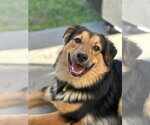 Small Photo #2 Australian Shepherd-Unknown Mix Puppy For Sale in Sandy, UT, USA