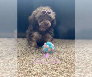 Poodle (Toy) Puppy for sale in DOUGLASVILLE, GA, USA