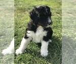 Small Photo #13 Bernedoodle Puppy For Sale in BOWLING GREEN, KY, USA