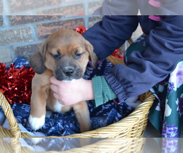 Medium Photo #5 Jug Puppy For Sale in GREENWOOD, WI, USA