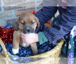Small Photo #5 Jug Puppy For Sale in GREENWOOD, WI, USA