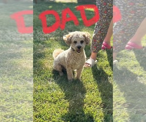 Father of the ShihPoo puppies born on 04/29/2025