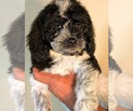 Small #2 Bernedoodle-Cavapoo (Miniature) Mix