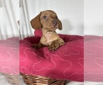 Duke - Male Dachshund Puppy for Sale - Photo #4