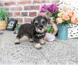 Schnauzer (Miniature) Puppy for sale in SYRACUSE, IN, USA